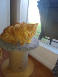 Lost Female Cat last seen Gesner Rd, Houston, TX 77063