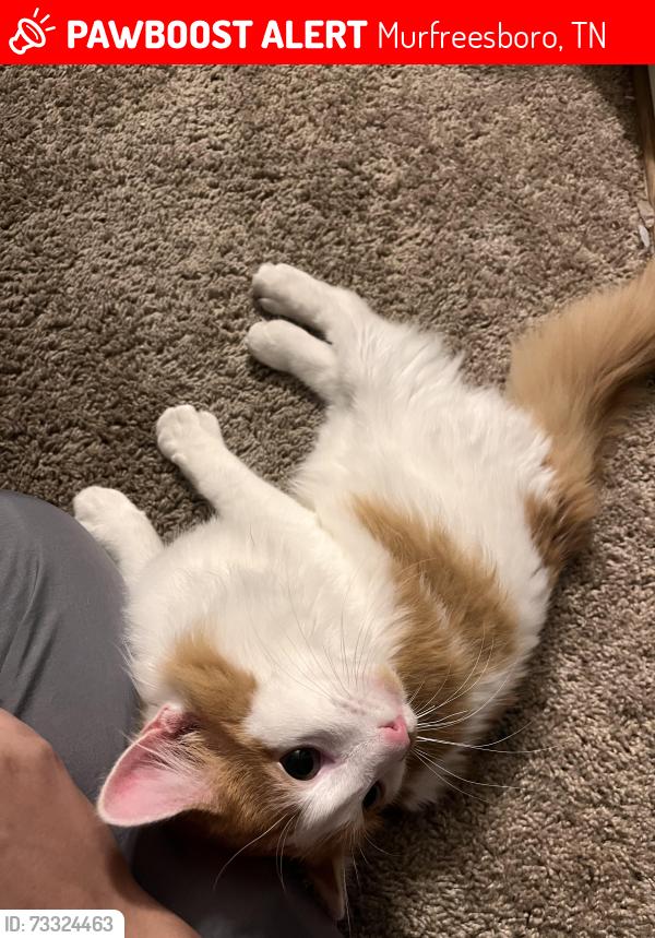 Lost Male Cat last seen Ashwood Cove apmts, Murfreesboro, TN 37129