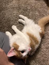 Lost Male Cat last seen Ashwood Cove apmts, Murfreesboro, TN 37129