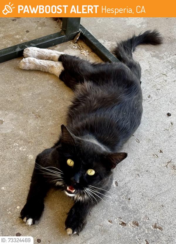 Found/Stray Male Cat last seen Mesa St - between 1st and 3rd, Hesperia, CA 92345