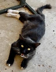 Found/Stray Male Cat last seen Mesa St - between 1st and 3rd, Hesperia, CA 92345