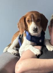 Reunited Male Dog last seen Highway 9 (downtown Loris), Loris, SC 29569