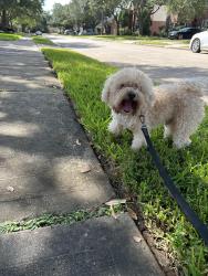 Found/Stray Male Dog last seen Winlock Trace Drive, KatyTx 77450, Cinco Ranch Institutional Core, TX 77450