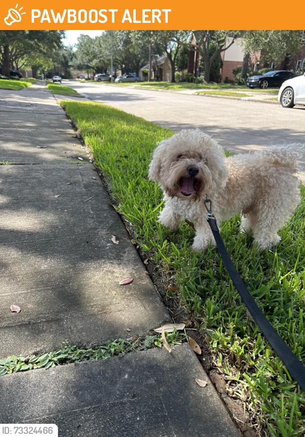 Found/Stray Male Dog last seen Winlock Trace Drive, KatyTx 77450, Cinco Ranch Institutional Core, TX 77450