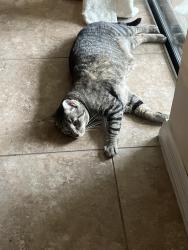 Reunited Male Cat last seen Windsor Lake Circle & Windleshore Way, Sanford, FL 32773