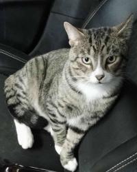 Lost Male Cat last seen FM 2208, Marshall, TX 75672