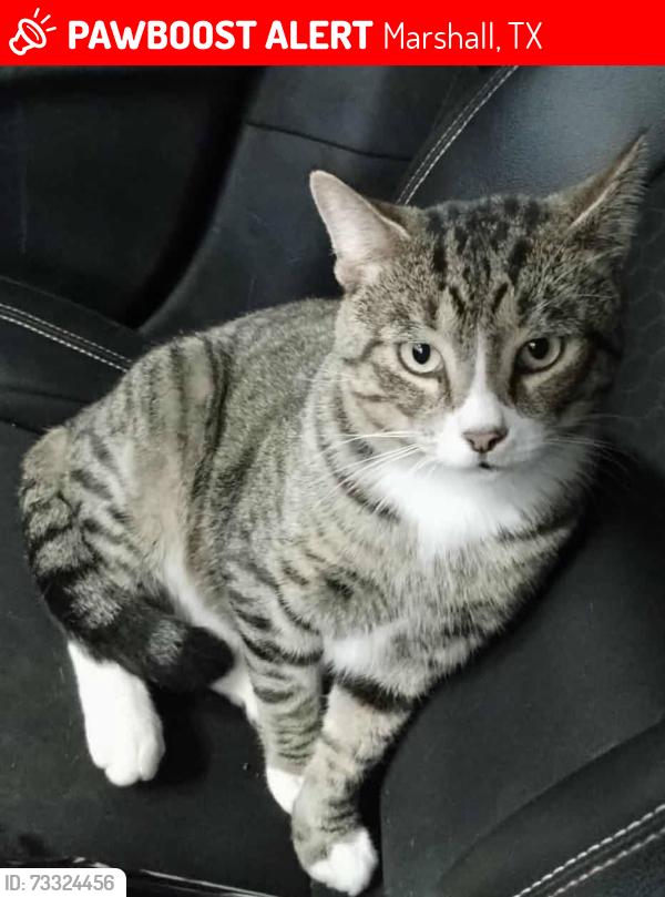 Lost Male Cat last seen FM 2208, Marshall, TX 75672