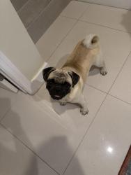 Found/Stray Male Dog last seen N. Andrews and 41st, Oakland Park, FL 33309