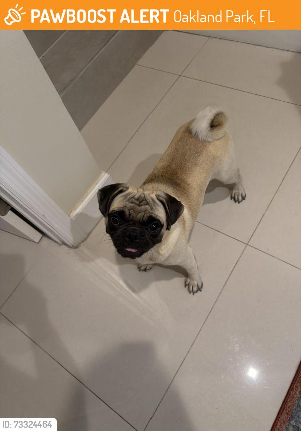 Found/Stray Male Dog last seen N. Andrews and 41st, Oakland Park, FL 33309
