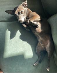 Lost Male Dog last seen Pellet st and Old River School rd, Downey, CA 90241