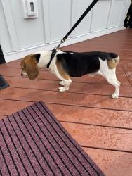 Found/Stray Male Dog last seen Lancaster & Morrison Way, Buckingham, PA 18902