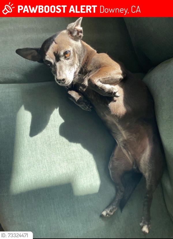 Lost Male Dog last seen Pellet st and Old River School rd, Downey, CA 90241