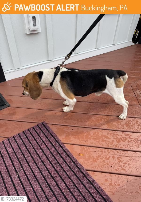 Found/Stray Male Dog last seen Lancaster & Morrison Way, Buckingham, PA 18902