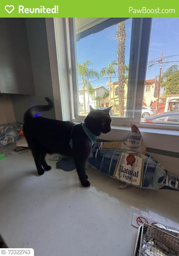 Reunited Male Cat last seen Near 1042 Bennet Ave 1 block up from Wilson high, Long Beach, CA 90804