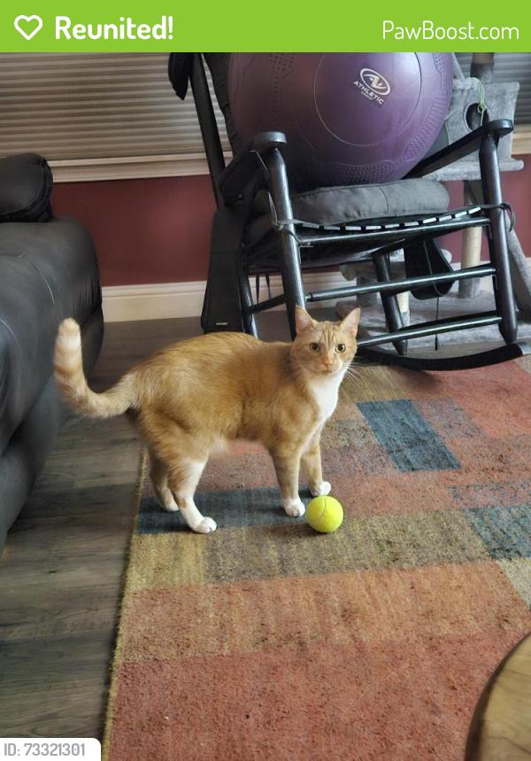 Reunited Male Cat last seen Priest Lane and Star Flower Way, Sequim, Wa 98382, Sequim, WA 98382