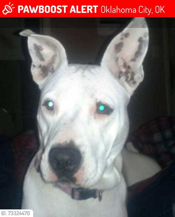 Lost Female Dog last seen Southwest 25th and Woodward, Oklahoma City, OK 73108