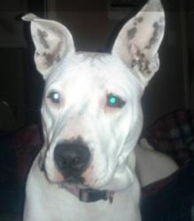 Lost Female Dog last seen Southwest 25th and Woodward, Oklahoma City, OK 73108