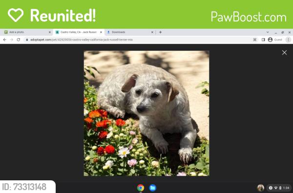 Reunited Female Dog last seen 26th and Wood Street Oakland, CA, Oakland, CA 94607