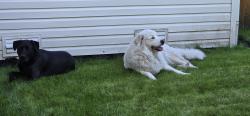 Reunited Unknown Dog last seen Harvest Ridge community, University Place, WA 98467