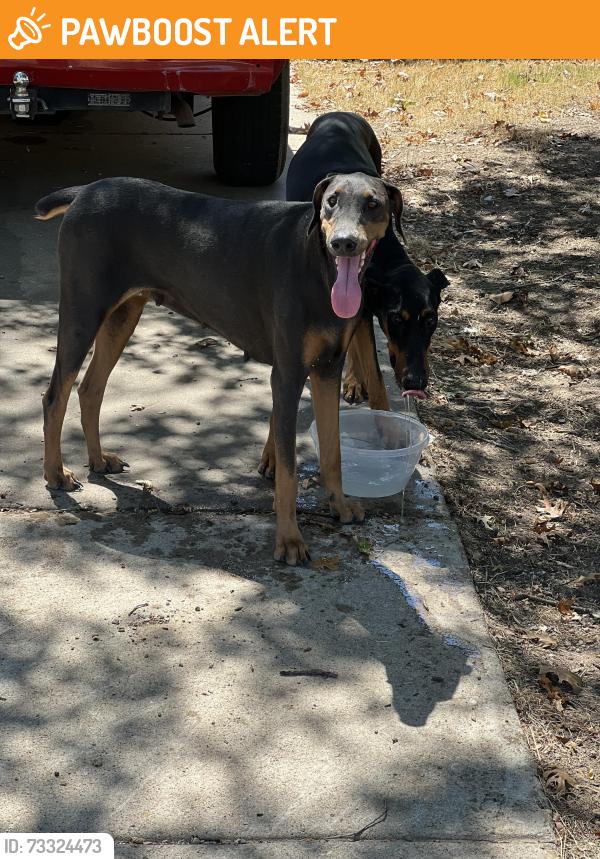 Found/Stray Female Dog last seen Billie Faye, North Richland Hills, TX 76118