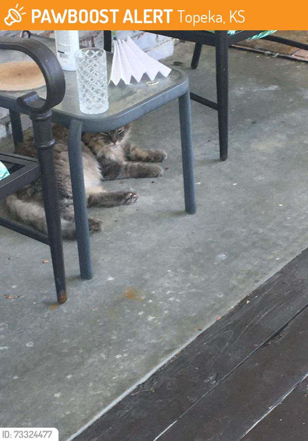 Found/Stray Unknown Cat last seen Se 34th st @ se buckley st, Topeka, KS 66605