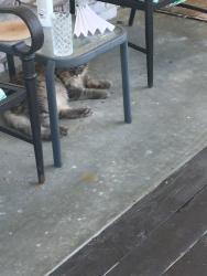 Found/Stray Unknown Cat last seen Se 34th st @ se buckley st, Topeka, KS 66605