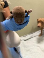 Shelter Stray Male Dog last seen S Cherry Ave & E Daleville Ave, Fresno Zone Fresno CO 1A 93706, CA, 1510 W Dan Ronquillo Dr, Fresno, CA 93706, USA