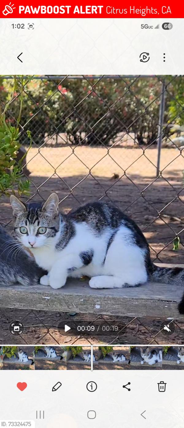 Lost Female Cat last seen Pratt ave, Citrus Heights, CA 95621