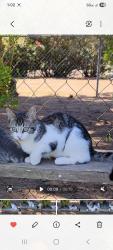 Lost Female Cat last seen Pratt ave, Citrus Heights, CA 95621