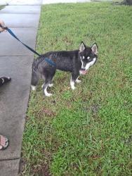 Reunited Female Dog last seen Brockbank dr Evangeline ave, Orlando, FL 32809
