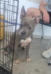 Shelter Stray Female Dog last seen Near Bull Shoals Dr, North District, TX, 355 Hillshire Dr, Haslet, TX 76052, USA