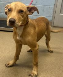 Shelter Stray Female Dog last seen Near Flat Shoals Road E-18, 30316, GA, 3280 Chamblee Dunwoody Rd, Chamblee, GA 30341, USA