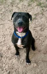 Shelter Stray Male Dog last seen TURKEY OAK, Crystal River, FL, 4030 S Airport Rd, Inverness, FL 34450, USA