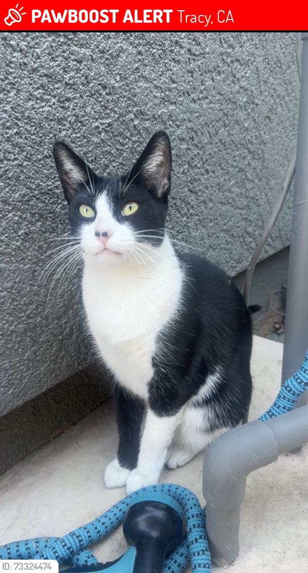 Lost Female Cat last seen Yosemite and MacArthur, Yosemite and Sentinel Drive, Tracy, CA 95304