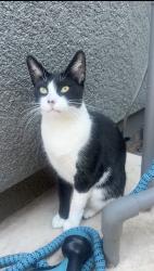 Lost Female Cat last seen Yosemite and MacArthur, Yosemite and Sentinel Drive, Tracy, CA 95304