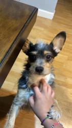 Reunited Male Dog last seen W Berkeley Rd & N 70th Dr, 1817-1899 N 67th Ave, Phoenix, AZ 85035