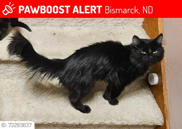 Lost Male Cat last seen Colonial ests Mobile Home Park - near E Expressway & Georgia St, Bismarck, ND 58504