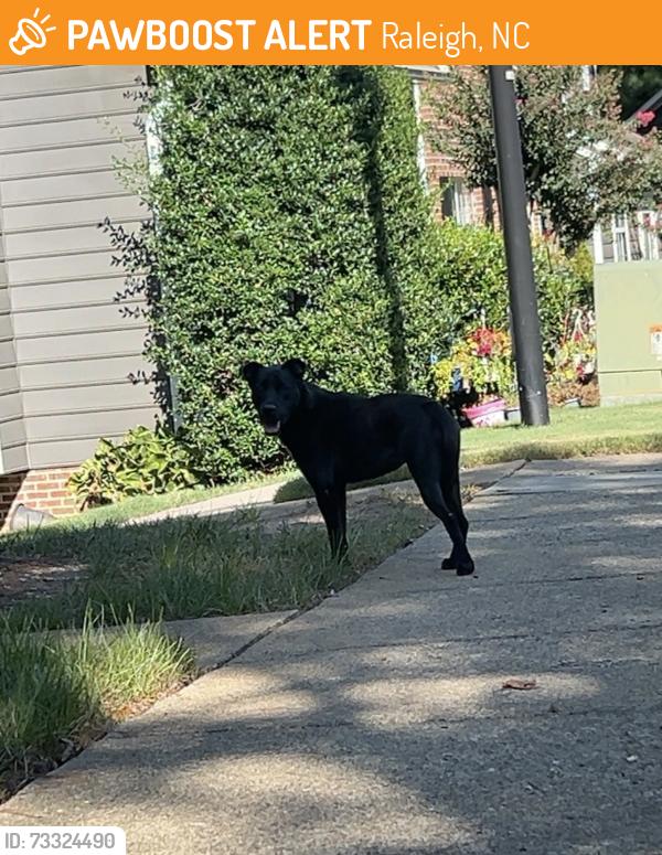 Found/Stray Female Dog last seen Still Pines and Pine Trace, Raleigh, NC 27613