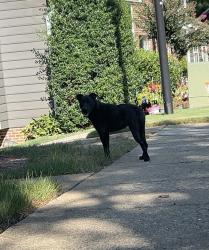 Found/Stray Female Dog last seen Still Pines and Pine Trace, Raleigh, NC 27613