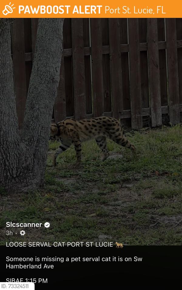 Found/Stray Unknown Cat last seen Near, Port St. Lucie, FL 34986