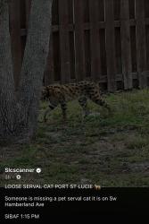 Found/Stray Unknown Cat last seen Near, Port St. Lucie, FL 34986