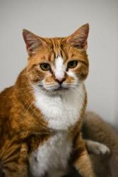Lost Female Cat last seen East maple ridge, kanaka liquor store., Maple Ridge, BC V2W 0A4