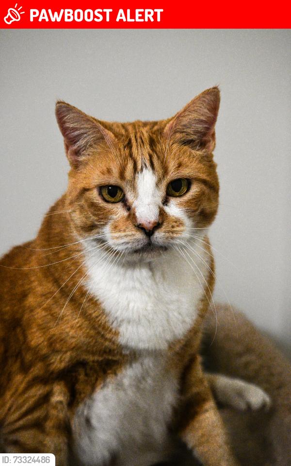 Lost Female Cat last seen East maple ridge, kanaka liquor store., Maple Ridge, BC V2W 0A4