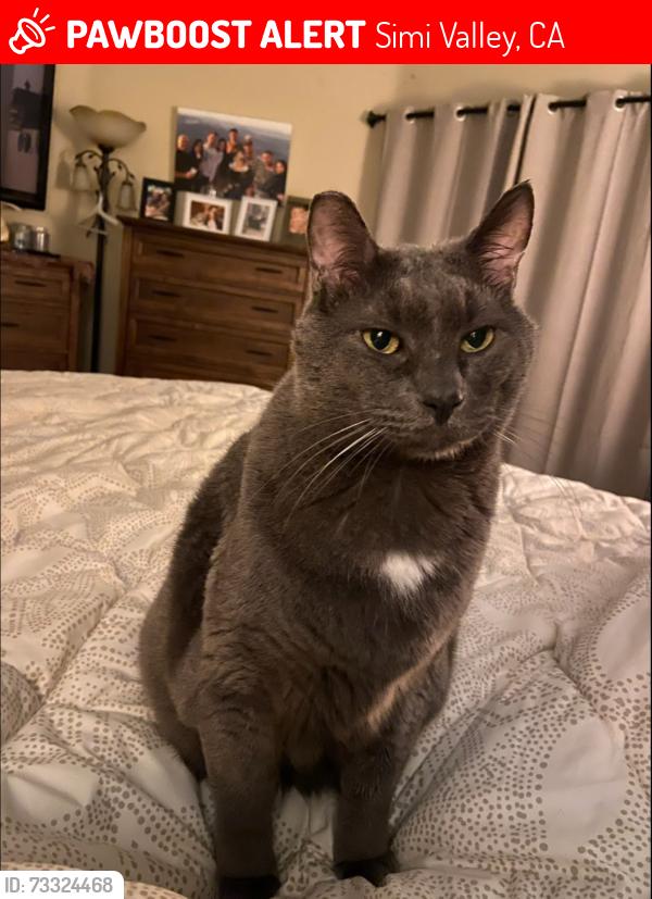Lost Male Cat last seen First street and Bennett Street, Simi Valley, CA 93065