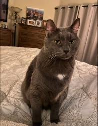 Lost Male Cat last seen First street and Bennett Street, Simi Valley, CA 93065