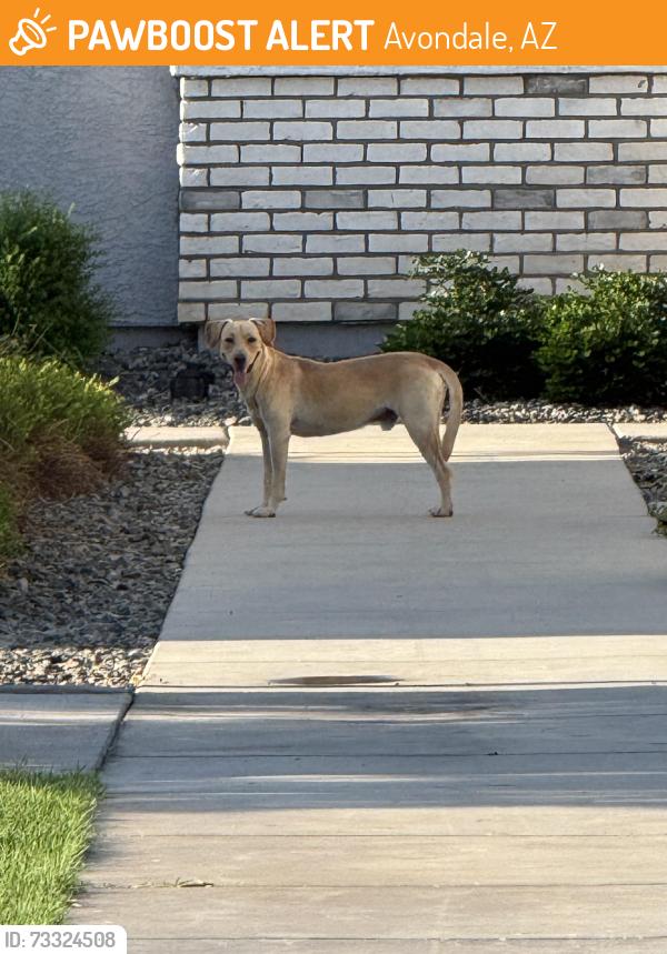 Found/Stray Male Dog last seen Friendship park, Avondale, AZ 85323