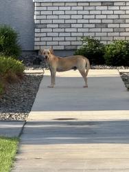 Found/Stray Male Dog last seen Friendship park, Avondale, AZ 85323