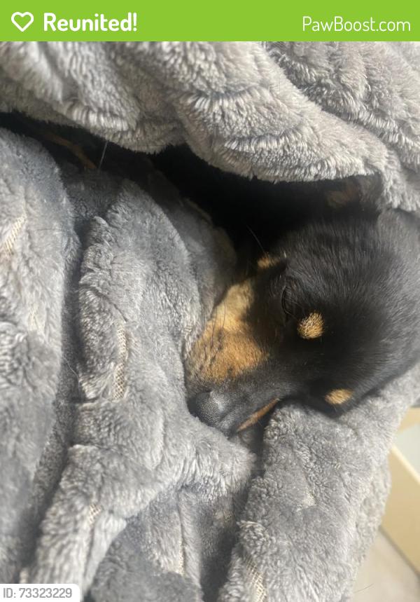 Reunited Male Dog last seen Near Hopkins Dr, Denver, CO 80229, USA, Denver, CO 80229