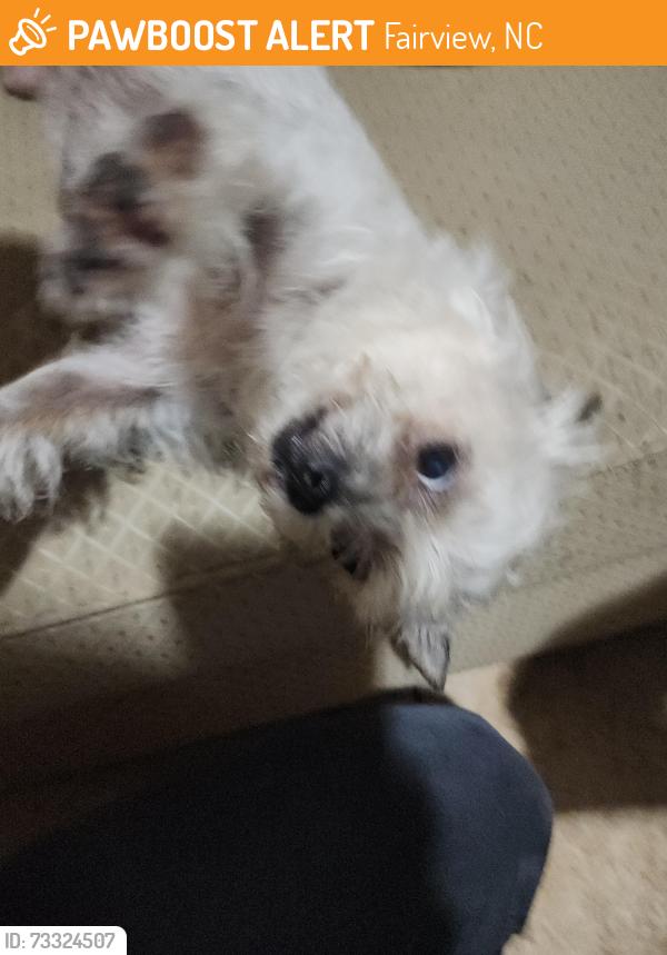 Found/Stray Female Dog last seen 19thbell, Fairview, NC 28730