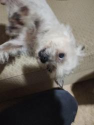Found/Stray Female Dog last seen 19thbell, Fairview, NC 28730